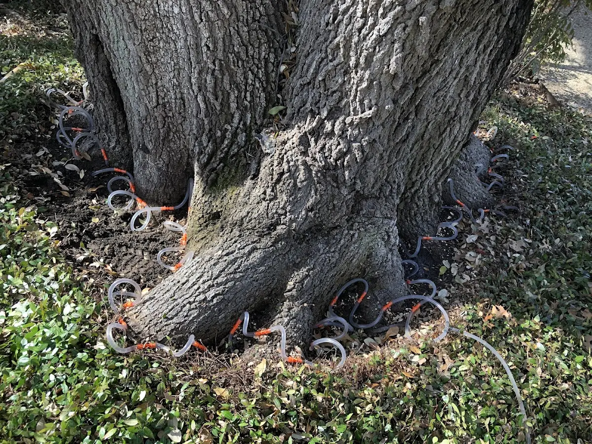 Detailed Tree Cabling and Bracing job site in Allerton