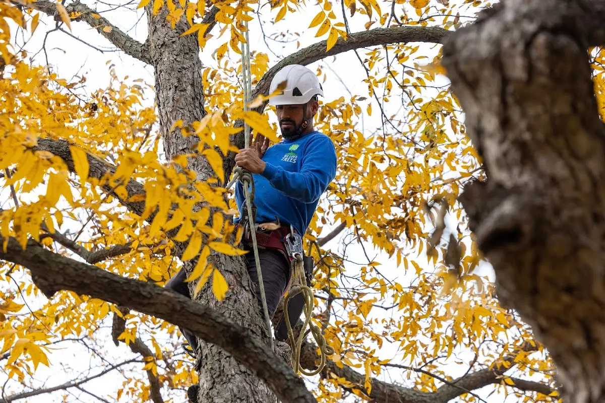 Skilled Tree Trimming crew working in Allerton
